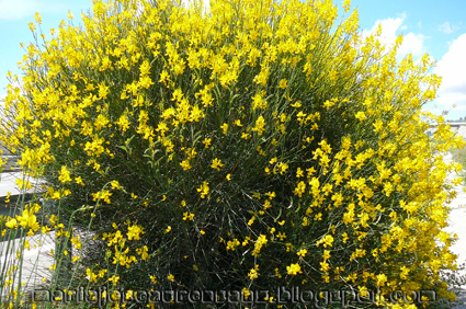 asexual las Retama sphaerocarpa reproduccion plantas de asexual las Retama sphaerocarpa reproduccion plantas de